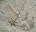 Fossil Poplar Leaf - Green River Formation #2310-1